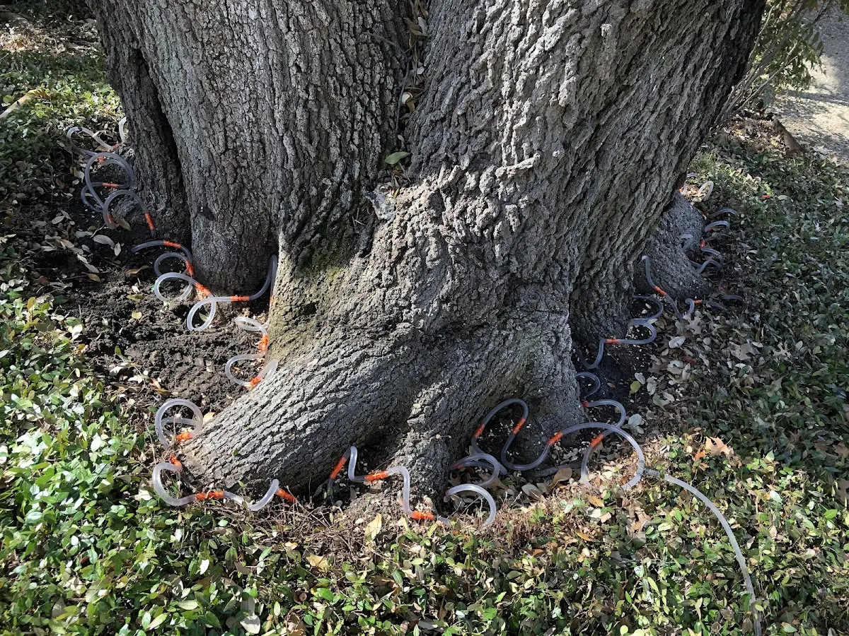 Detailed Tree Cabling and Bracing job site in Richfield
